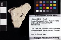 Foto (Objket + Etiketten) von Cracensigillatus acutirostrus (Moericke, 1889) 